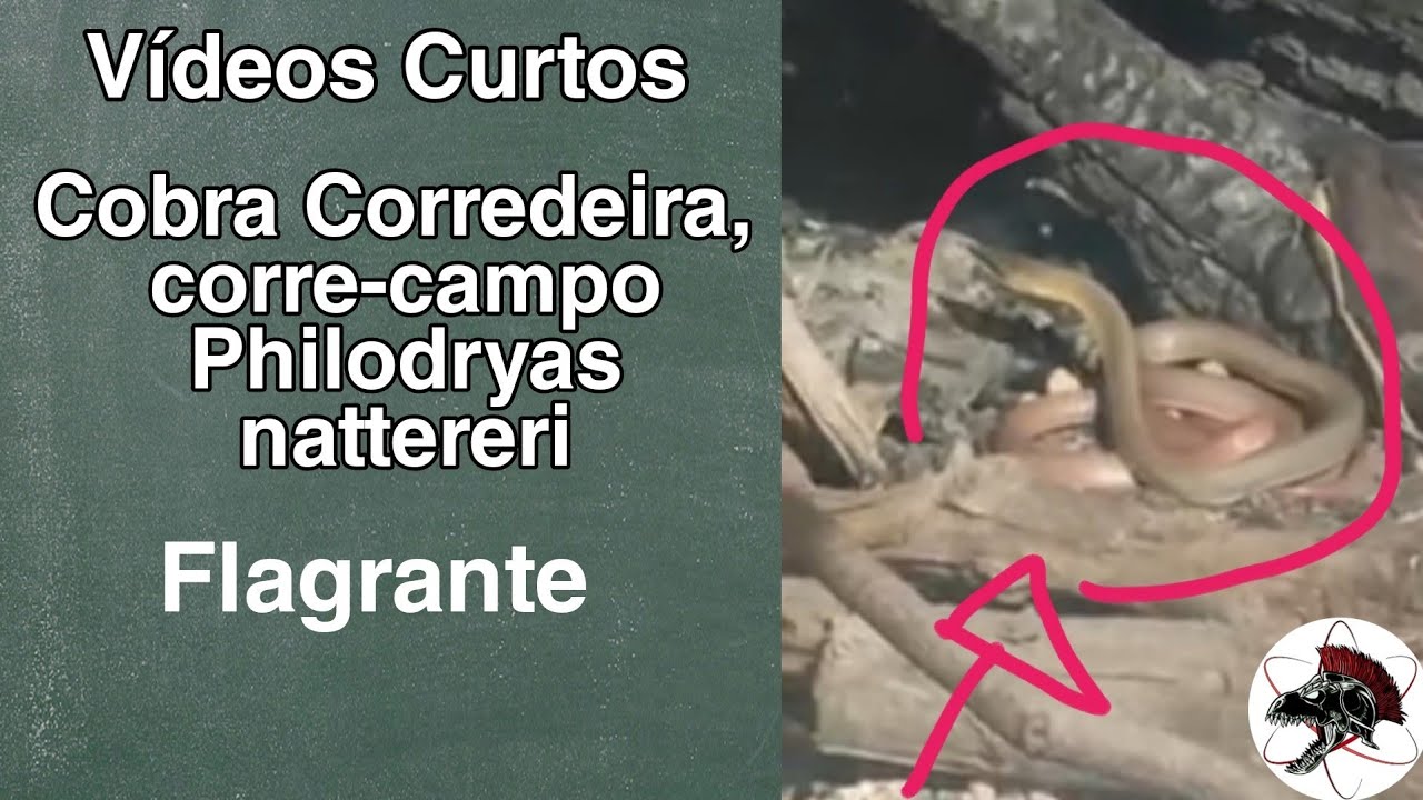 Cobra Corre campo Philodryas nattereri | Shorts | Biólogo Henrique