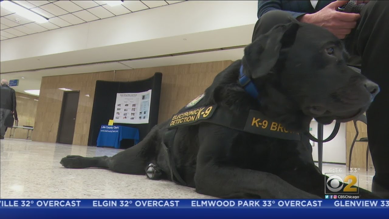 Meet Browser, The ElectronicsSniffing Dog Who's Helping Lake County