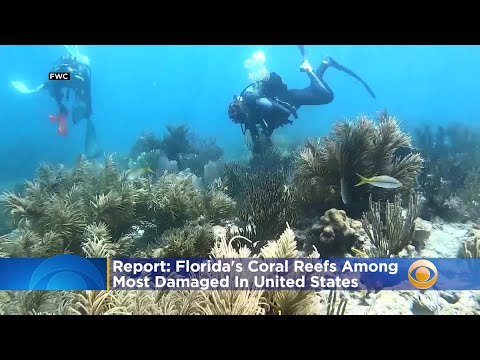 Report: Florida's Coral Reefs Among Most Damaged In U.S.