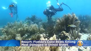 Report: Florida's Coral Reefs Among Most Damaged In U.S.