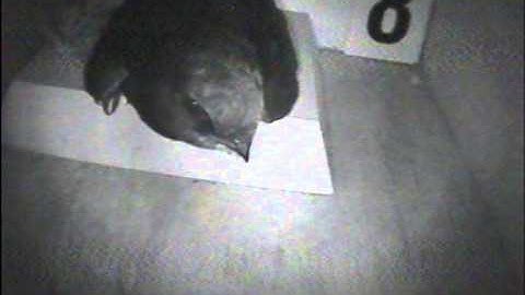 swifts 2013 - swift enters the wrong nest box