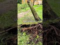 Is Your Home Safe? Hidden Tree Risks You Need to Know! | Joe Benigno's Tree Service