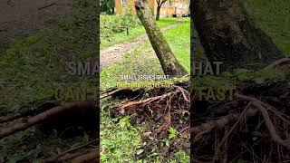 Is Your Home Safe? Hidden Tree Risks You Need to Know! | Joe Benigno's Tree Service