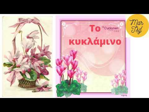 Το κυκλάμινο