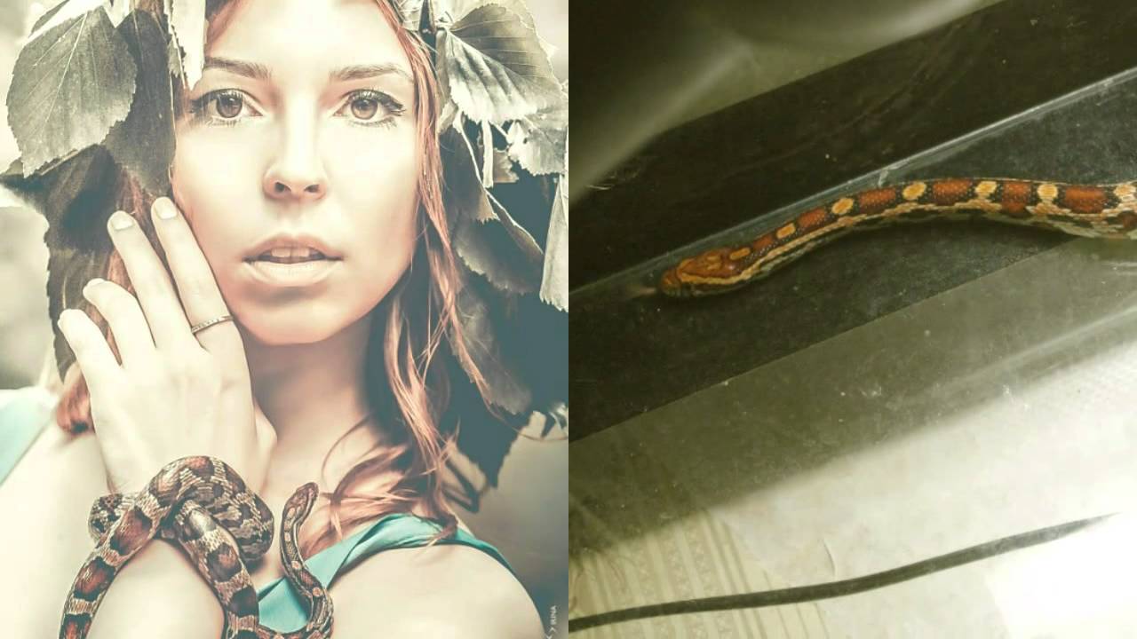 Змея на праздник. Змея, улитки на праздник - YouTube