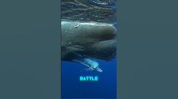 Sperm Whale found eating a Giant Squid: Here’s what happened right before.😳🐋