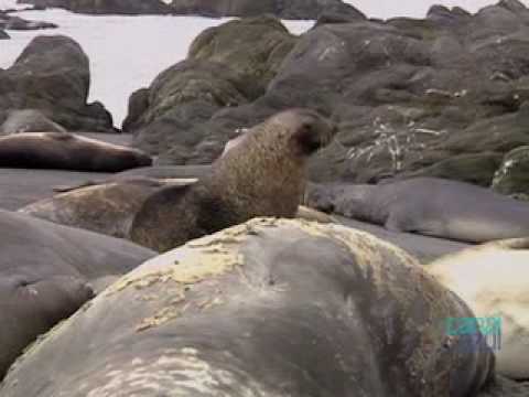 Vídeo: Diferença Entre Leão Marinho E Foca