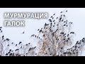 Галки на пролёте. Мурмурация по-деревенски.