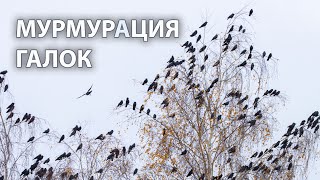 Галки на пролёте. Мурмурация по-деревенски.