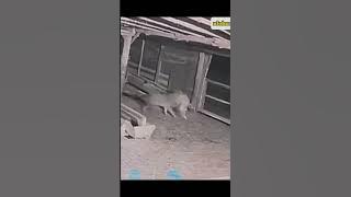 kangal vs wolf 1v1 real fight