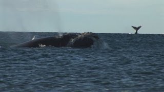 Argentina's protected whales threatened by seagulls