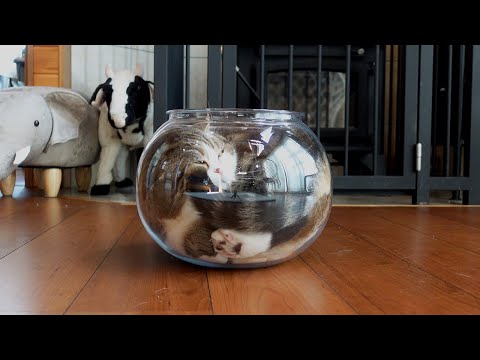 お洒落なオブジェにもなる液体ねこ。-Liquid Maru is cool art work.-