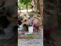 These two poor little things