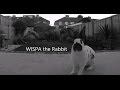 Wispa the english spot rabbit going crazy in the garden