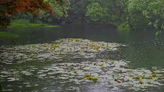 The beautiful little lake is raining(143) , sleep, relax, meditate, study, work, ASMR