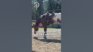 Working With A Horse That