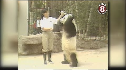 San Diego Zoo pandas in 1987