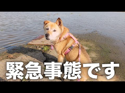 お散歩コースが冠水していた時の雑種犬コロちゃんの反応がこちらです。