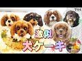 まるで似顔絵❤犬用ケーキで誕生日のお祝い 犬用品動画701