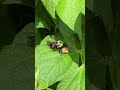 Do Bumblebees kill other bees?  Nope, this is a Robber fly in action!