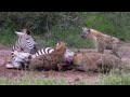 Hyenas attack and eat zebra wildebeest and kudu  animal fighting  atp earth