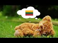 Learn Lithuanian While You Sleep - 1000 Important Lithuanian Words & Phrases