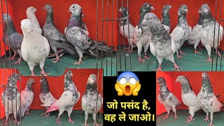 😱Jo Pasand He Wo Lekar Jawo🥳Ache Udane Wale Kabootar. Ikram Bhai.