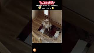 The Funniest Video Compilation Ever 😂 #shorts #funny #compilation #viral #fyp