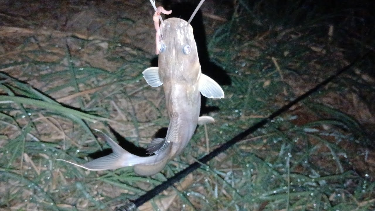 صيد سمك في النيل 9رمضان 2026