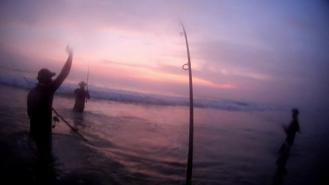 Thread Fin Fish Goa Threadfin salmon fishing in GOA (INDIA) - YouTube