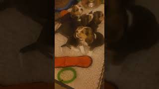 pups...starring Phoebe by Cindy Williams 63 views 4 months ago 1 minute, 3 seconds