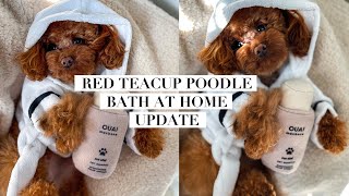 BATHING A RED TEACUP POODLE AT HOME