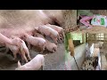 Caring for piglets with white feces diarrhea.  And move the chicks to a new coop. (Ep 33).