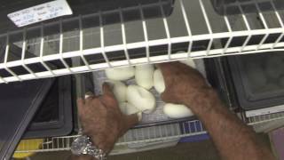 egg check