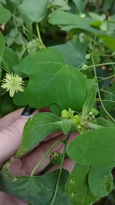 The 'all passion no flower' vines are actually doing the thing! #passiflora  #apologyvideo