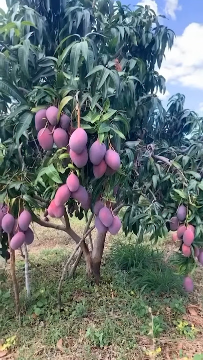 Exotic and unique purple mango harvest