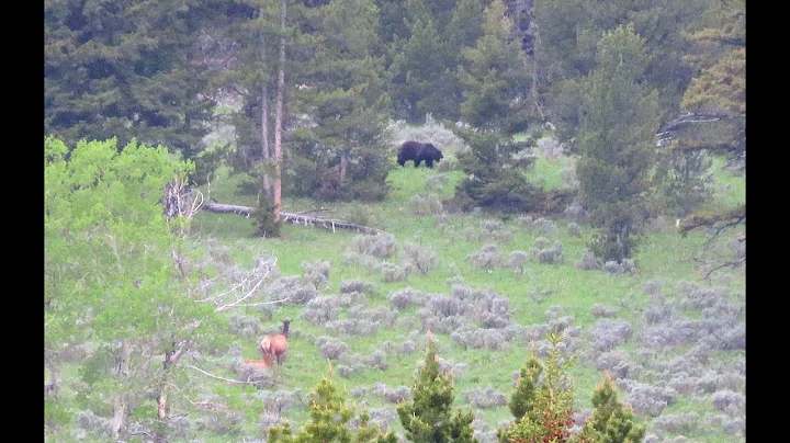 I meet a grizzly in the dark - Yellowstone Ecosystem