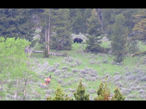 I meet a grizzly in the dark - Yellowstone Ecosystem