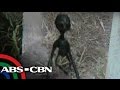 TV Patrol: Real or fake? Alien allegedly photographed in Laguna