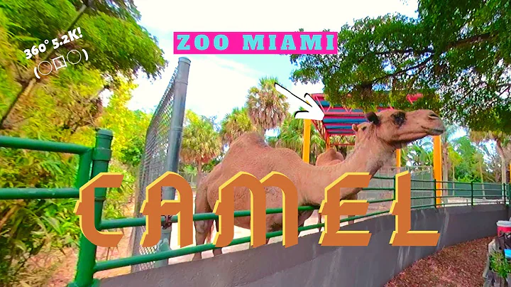 Camel - Zoo Miami - Full 360° VR Experience!