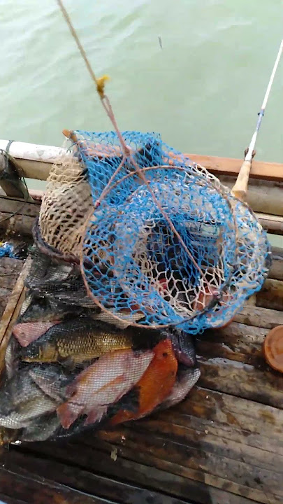 hasil akhir mancing nila badot jati luhur