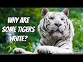 Pourquoi Certains Tigres Sont Ils Blancs mp3