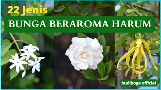22 JENIS BUNGA BERAROMA HARUM - TANAMAN HIAS BUNGA HARUM BAUNYA -FRAGRANT FLOWERS TANAMAN HIAS WANGI