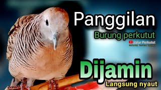 PERKUTUT LOKAL GACOR suara besar - MUDAH BIKIN  NYAUT (PERKUTUT LAIN) 💯%PANCINGAN SUPER AMPUH