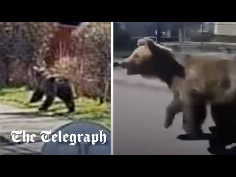 Bear attacks five in rampage through Slovakian town