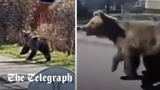 video: Watch: Bear goes on rampage in Slovakia injuring five people