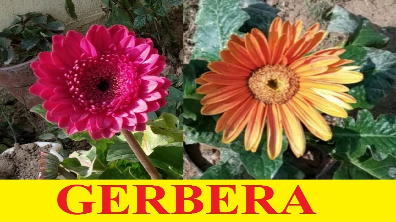 100 is wholesale Gerbera Plant price. How to Grow and Care Gerbera