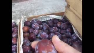 Брага из сливы и перегон на дистиллят Брага из сливы и перегон на дистиллят