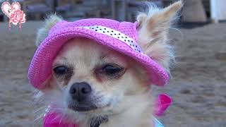 Lilly Rose Chihuahua Mes Premieres Vacances La Mer Youtube Lilly Rose Chihuahua Mes Premieres Vacances La Mer Youtube