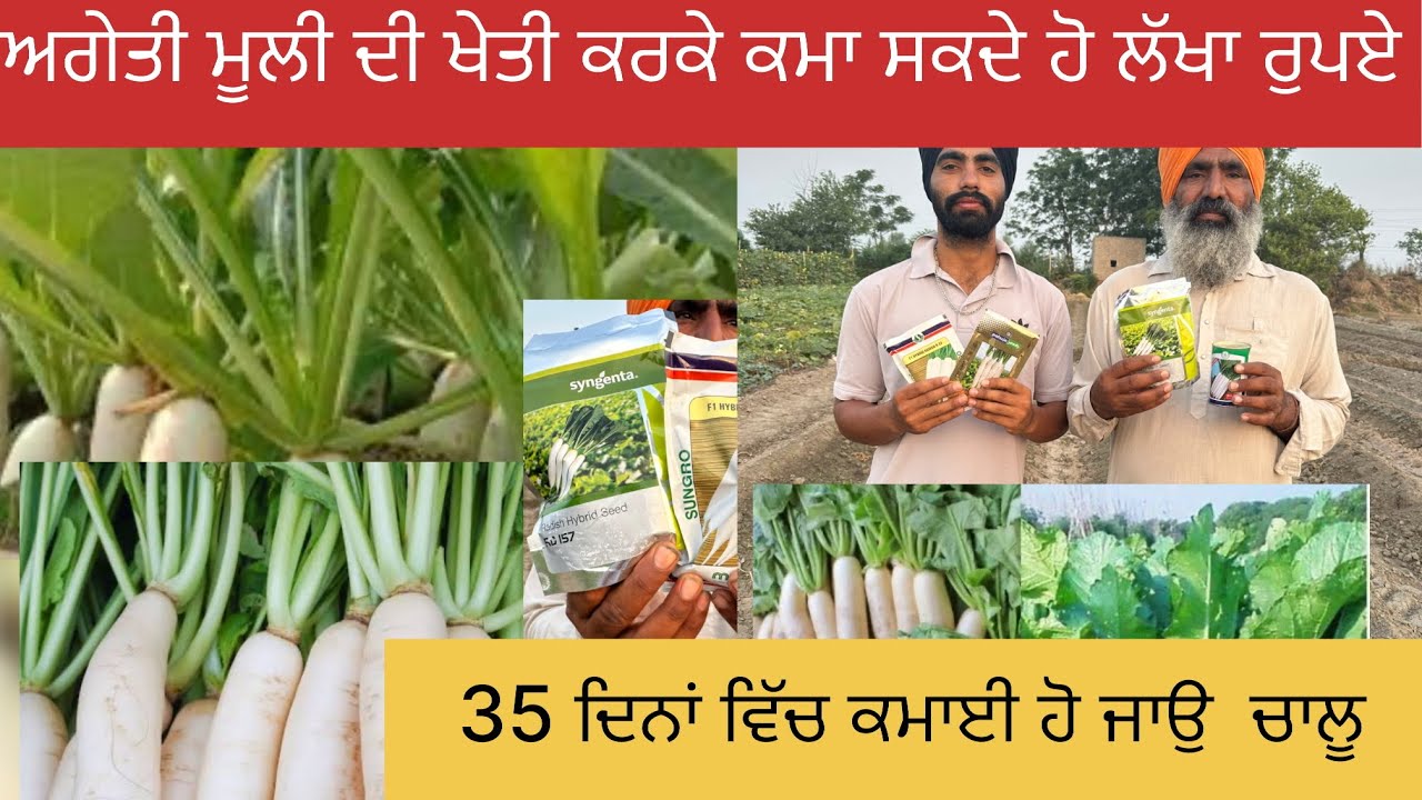 ਅਗੇਤੀ ਮੂਲੀ ਦੀ ਖੇਤੀ ਘੱਟ ਲਾਗਤ ਜਾਦਾ ਮੁਨਾਫ਼ਾ radish farming 🥕🥕